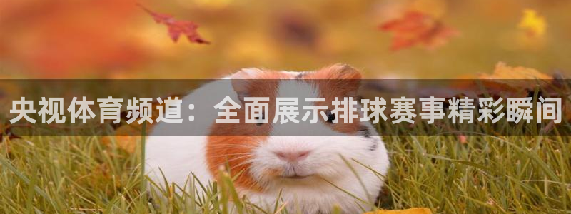  678体育官方唯一入口：央视体育频道：全面展示排球赛事精彩瞬